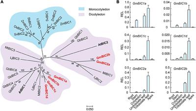 GmBICs Modulate Low Blue Light-Induced Stem Elongation in Soybean